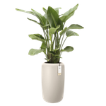 amber beads large 40cm bianco lino